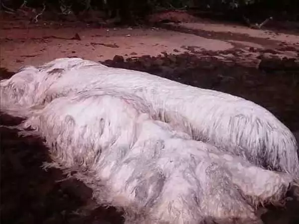 Mysterious Hairy-looking Creature Washes Up at a Beach in Philippines (See Photos)